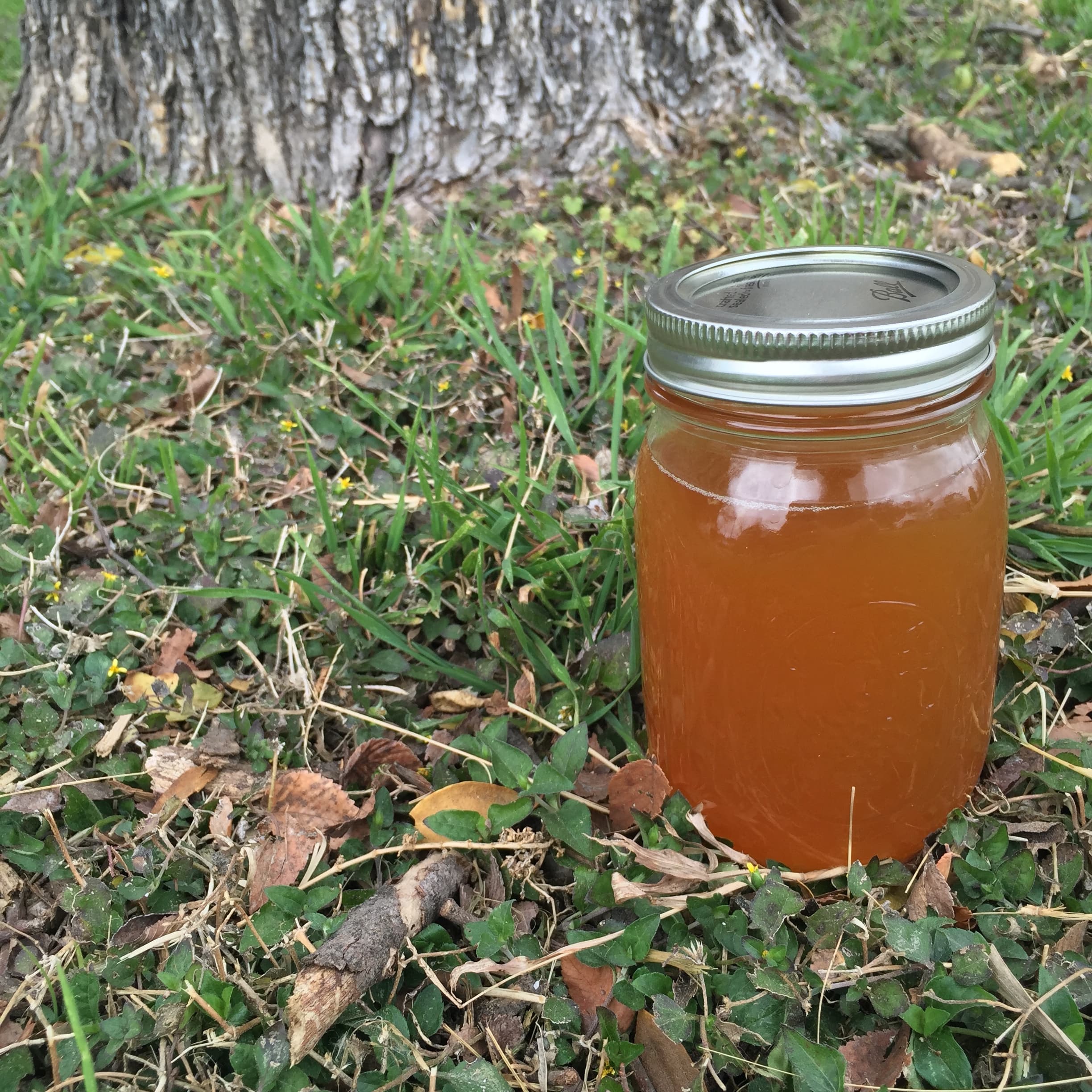 Cover Image for How to Make Your Own Delicious Kombucha in 7 Days